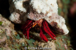 Nice shot of a crab just chillin on the coral . Love the ... by Richie Leighton 